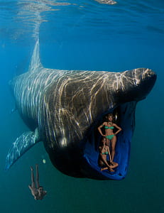 black whale thumbnail