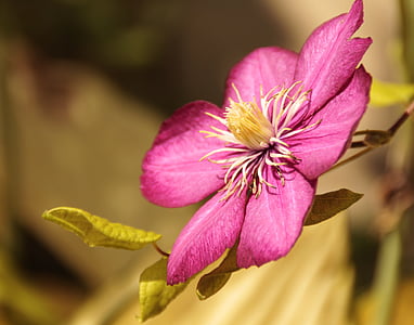 red clematis flower selective-focus photo thumbnail