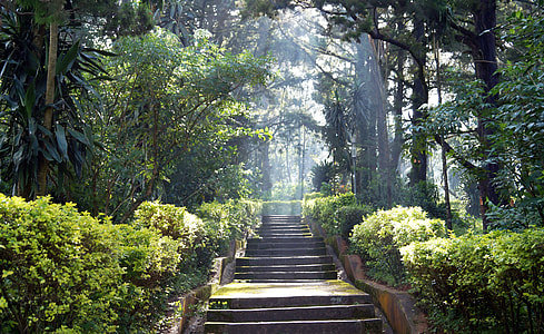 concrete stairs in between green plants and trees with rays of sun thumbnail
