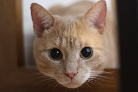 selective focus photography of orange tabby cat thumbnail