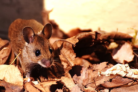 brown mouse on dried leaves in selective focus photo at daytime thumbnail