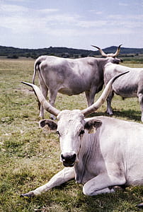 three white cows on green grass field during daytime thumbnail