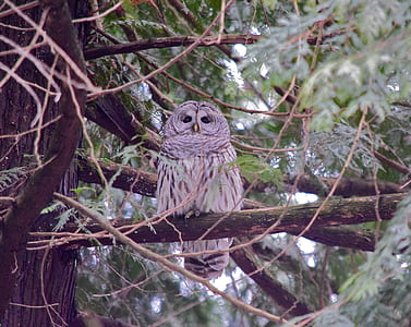 gray owl on tree thumbnail