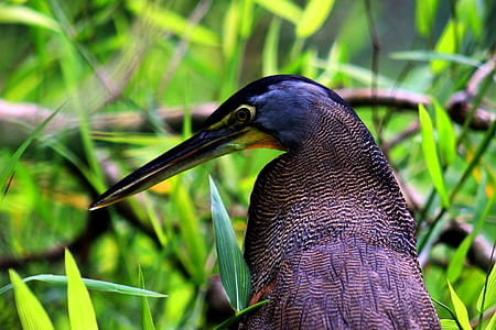Blue and Black Bird on Grass thumbnail