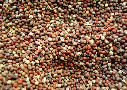 brown beans thumbnail