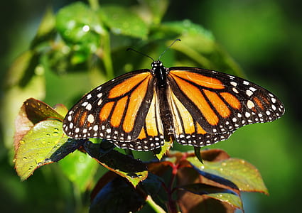 monarch butterfly perching on green plant at daytime thumbnail