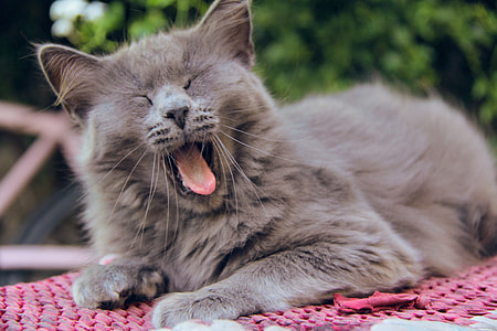 shallow focus photography of gray Persian cat thumbnail