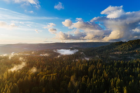 aerial view photography of pine trees under cloudy sky during daytime thumbnail