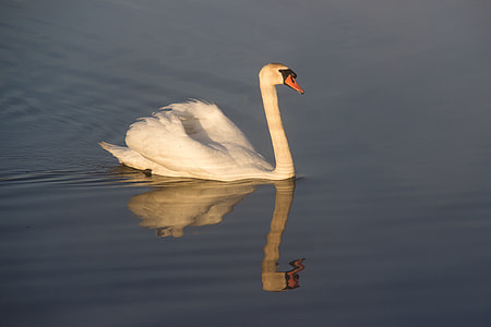 mute swan on body of water thumbnail