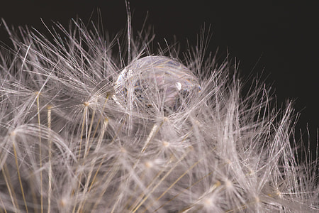 macro photography thumbnail