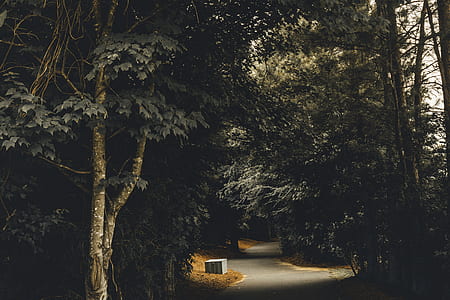 curved concrete road surrounded by trees thumbnail