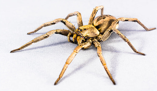 brown wolf spider thumbnail