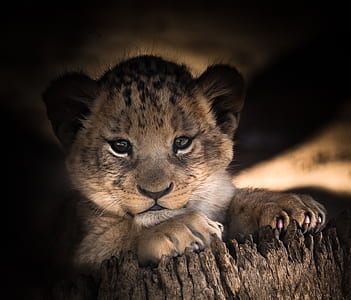 leopard cub laying on brown tree stump thumbnail