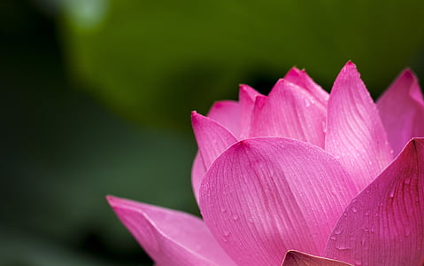 close-up photography pink lotus flower thumbnail
