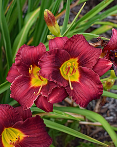 Red-Orange And Yellow Daylily, Lily thumbnail