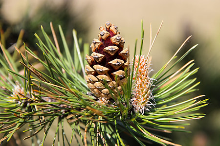 shallow depth of field photo of brown pine cone thumbnail