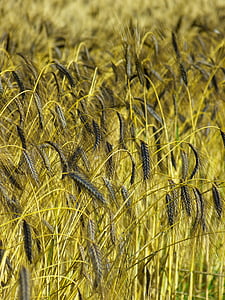selective focus photo of wilted fiber plants thumbnail
