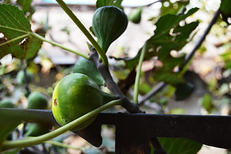 garden, agriculture, fruits, leaves thumbnail