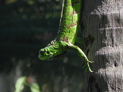 green iguana climbing brown tree during daytime thumbnail