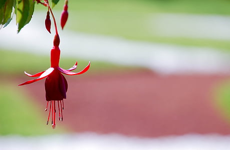 red petaled flower thumbnail