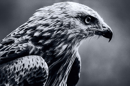 grayscale photo of eagle thumbnail