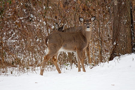 deer on snow sand thumbnail