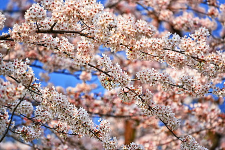 sakura at daytime thumbnail