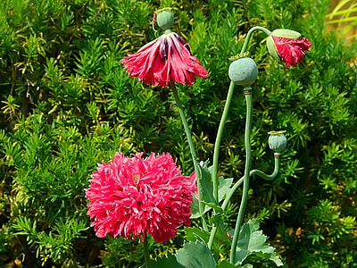 pink petal flower at daytime thumbnail