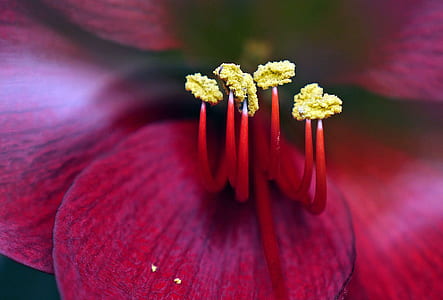 flower filamen thumbnail