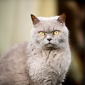 tilt shift lens photography of gray cat thumbnail