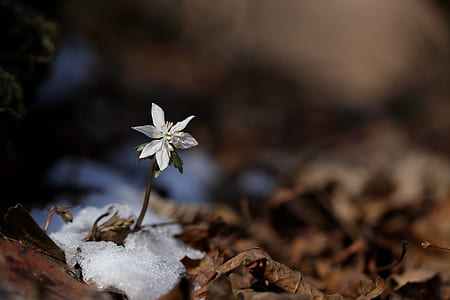 white petaled flower during daytime in close-up photography thumbnail