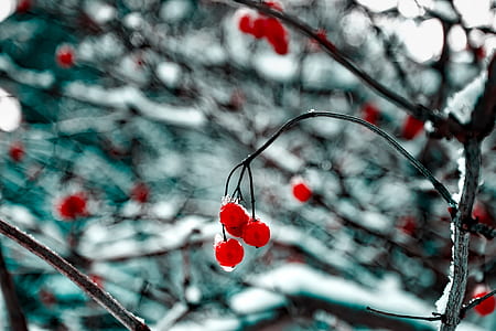red cherries thumbnail