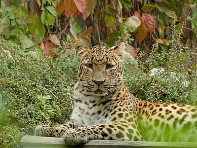 sitting leopard thumbnail