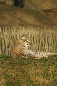 Lynx, Wildcat thumbnail