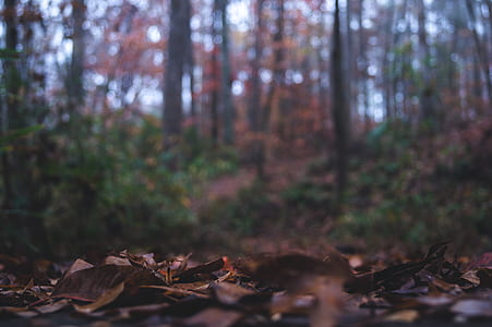 selective focus photography of brown leaves thumbnail