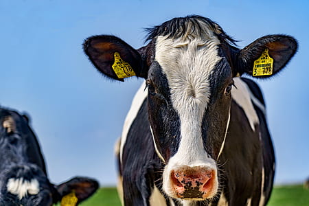 selective focus photography of black and white cow thumbnail
