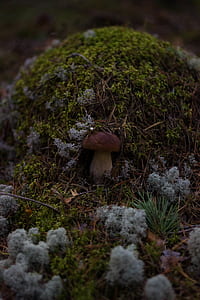 grass, moss, blur, ground thumbnail