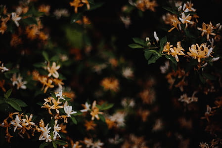 selective focus photography of orange and white petaled flowers thumbnail
