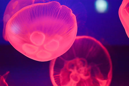 red jelly fishes in body of water thumbnail