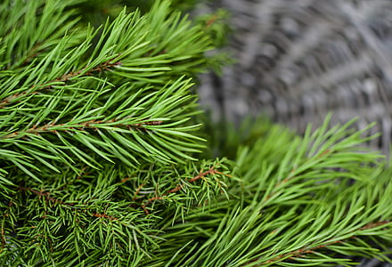 selective focus photo of pine tree thumbnail