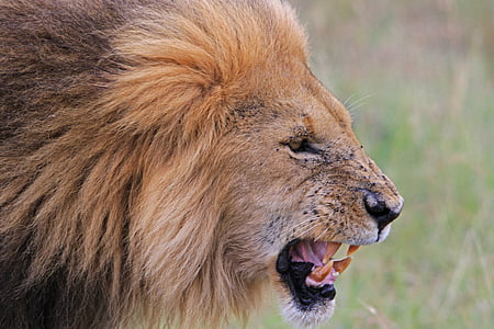 brown lion thumbnail