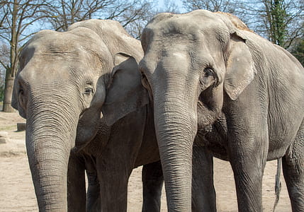 two elephants thumbnail