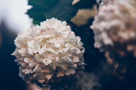 closeup photo of white petaled flower thumbnail