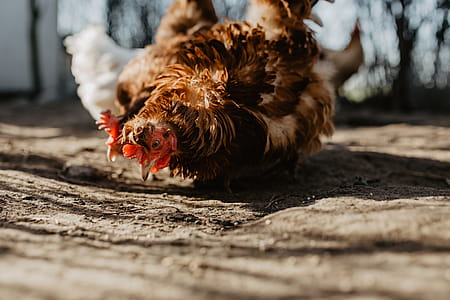 Farm chicken eating seeds thumbnail