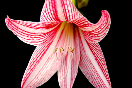 white and red star gazer thumbnail