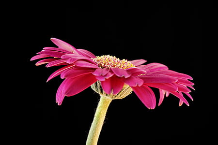 pink clustered flower in closedup photography thumbnail