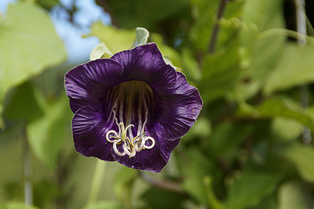 shallow focus photography of purple petal flower during daytime thumbnail