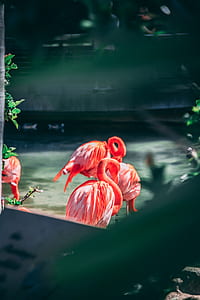 photo of flamingos thumbnail