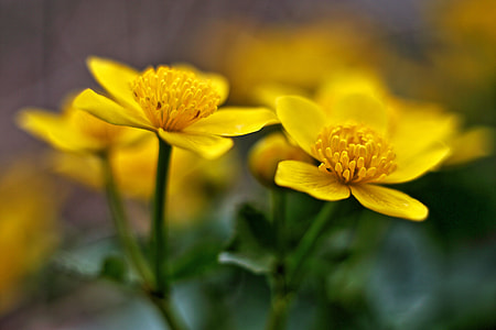 yellow 5-petal flowers in selective focus photography during faytime thumbnail