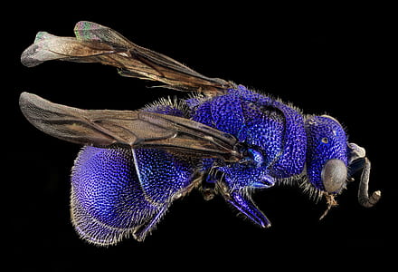 closeup photo of blue wasp thumbnail